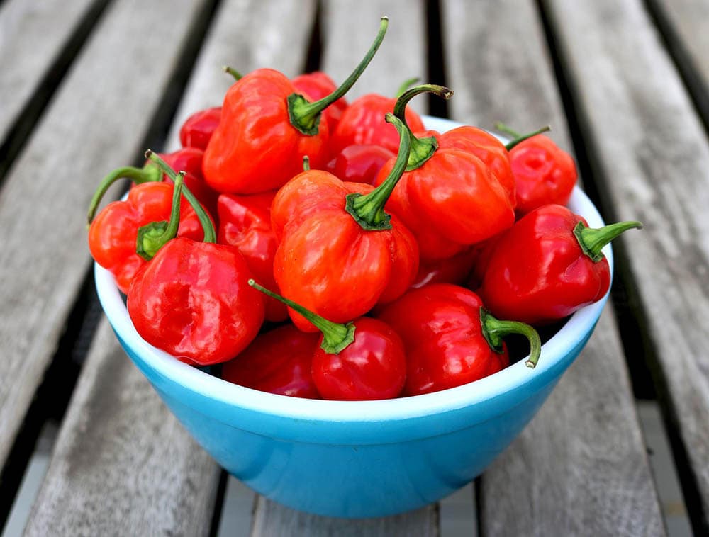 habanero peppers on a bowl
