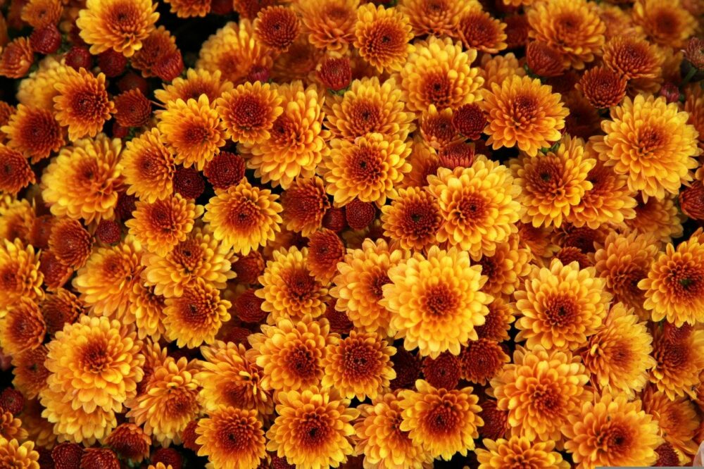 honeyglow chrysanthemum