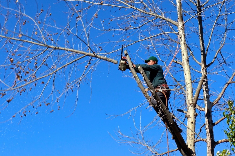 man cutting tree branch