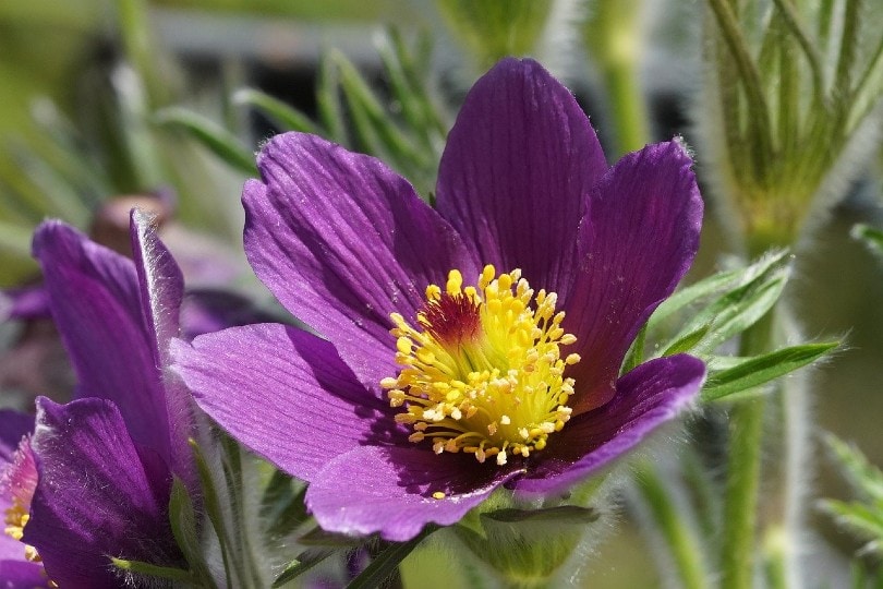 What Is The State Flower Of South Dakota History Uses FAQ House Grail