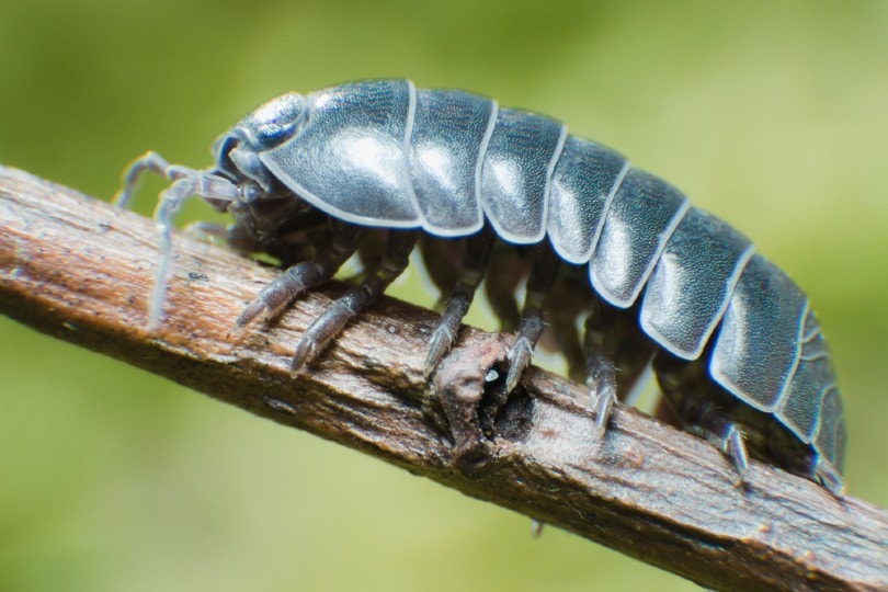 pill bug on branch