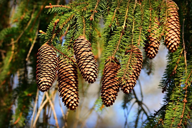 pine cone