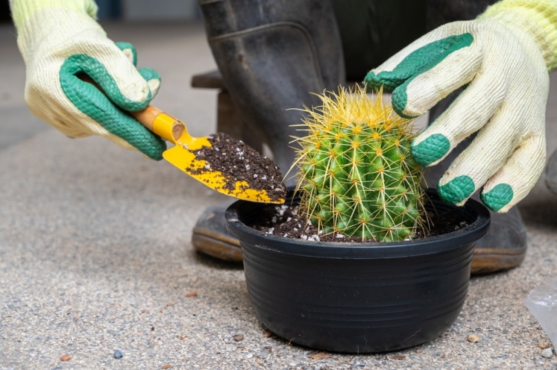 planting cactus