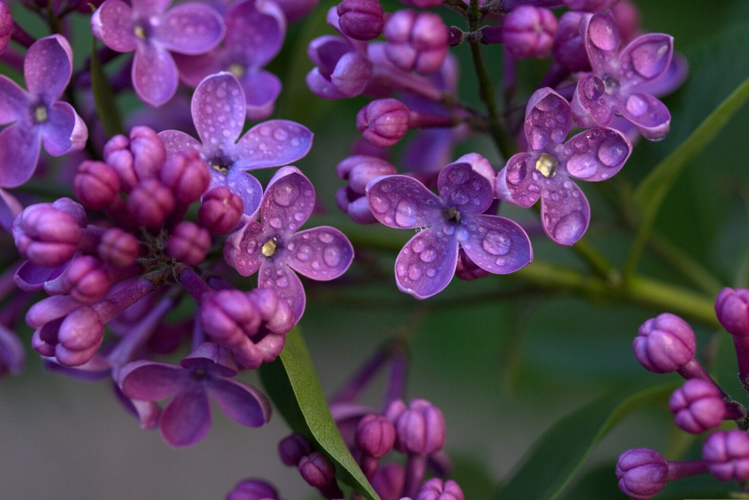 What Is the State Flower of New Hampshire? Conservation & History