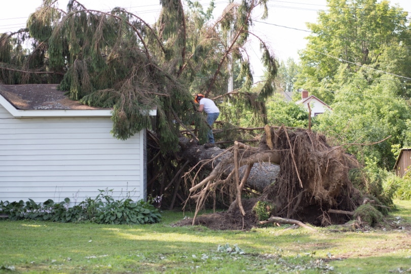 What To Do When Tree Falls On House