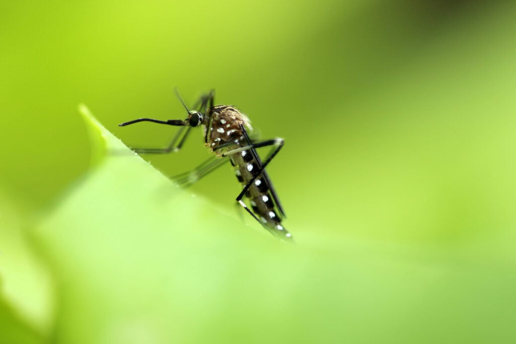 8 Types of Mosquitoes in Michigan (With Pictures) House Grail