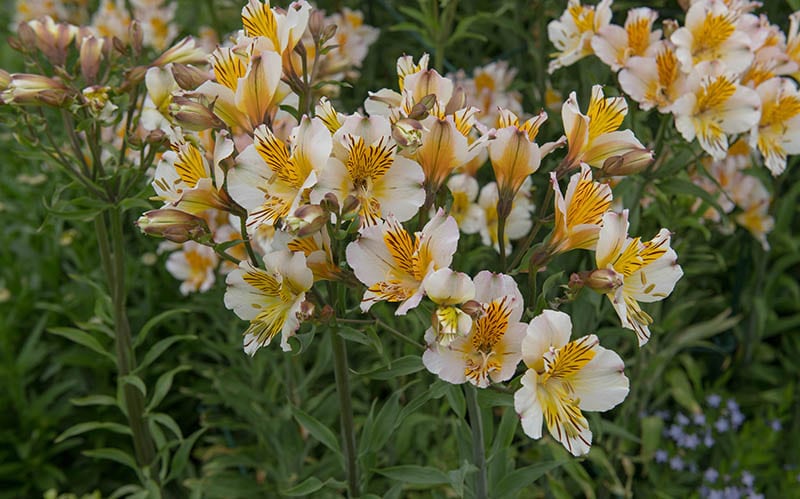 Alstroemeria Apollo