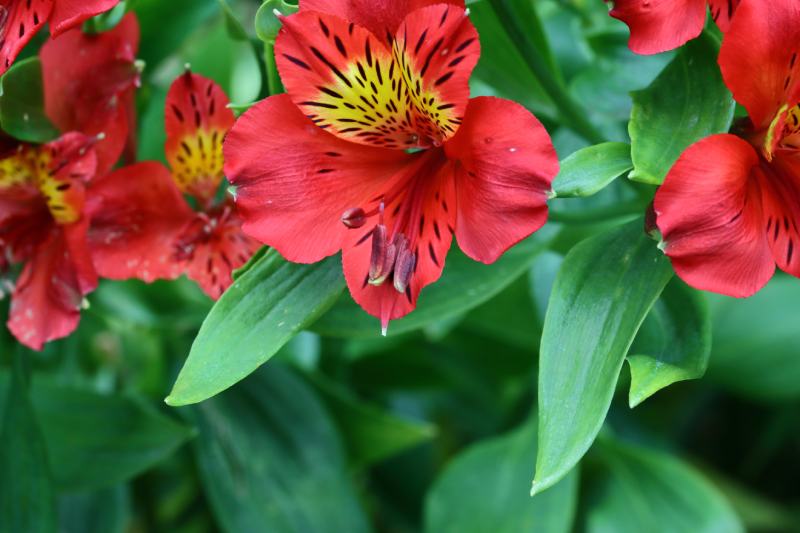 Alstroemeria 'Flame' (Red Peruvian Lily)