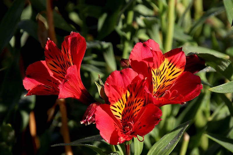Alstroemerias