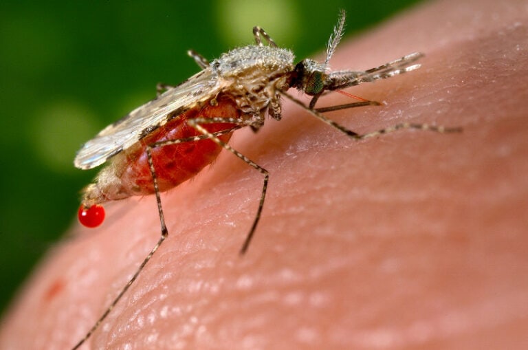 7 Types of Mosquitos in Florida (With Pictures) | House Grail
