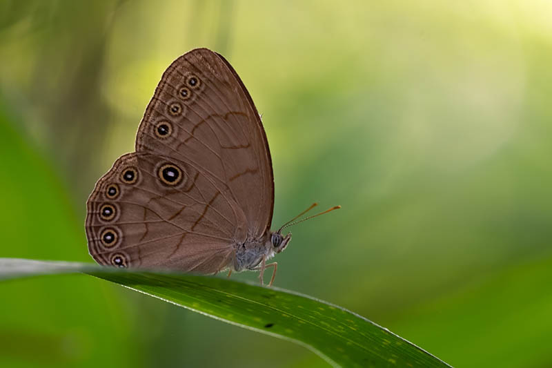 Appalachian brown butterfly
