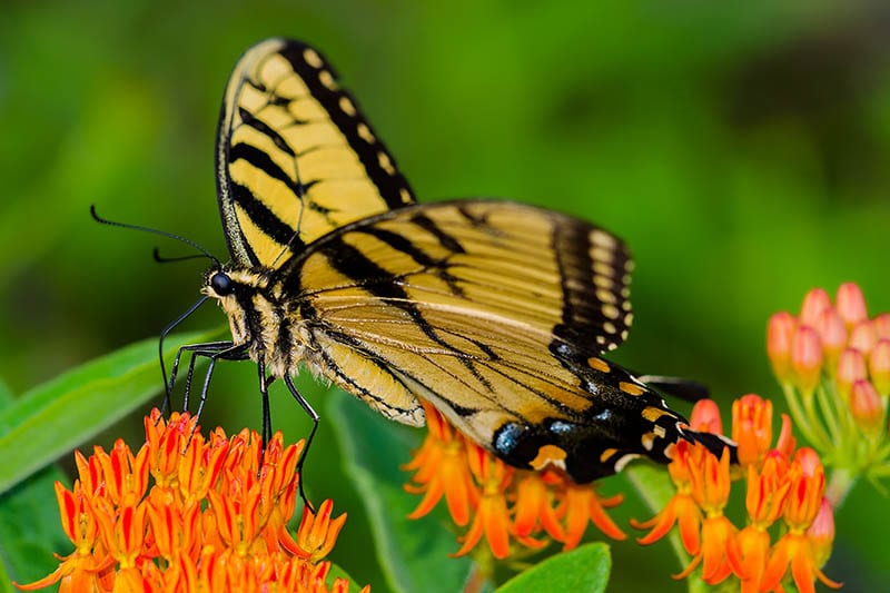 20 Most Common Types of Butterflies in Tennessee (with Pictures ...