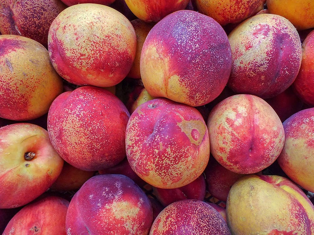 Arctic star nectarine