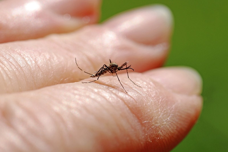 Asian Bush Mosquito