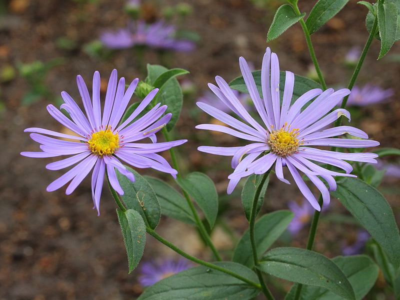 Aster x frikartii Monch