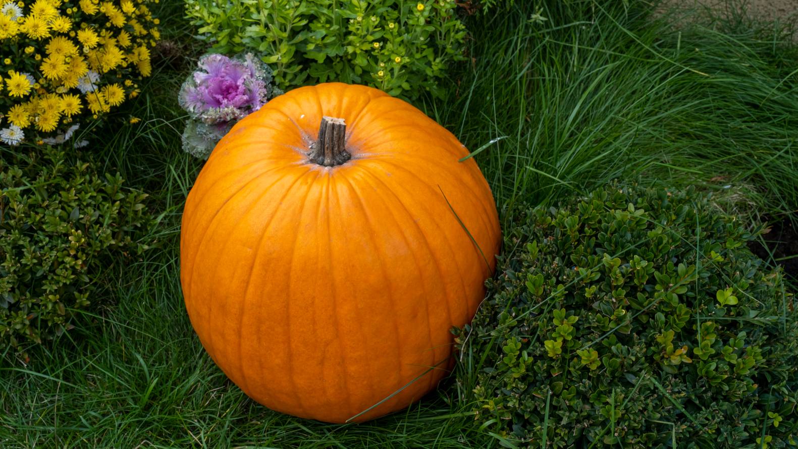 Autumn Gold Pumpkin