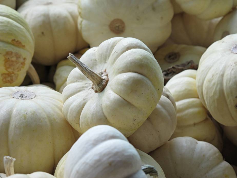 Baby Boo Pumpkins
