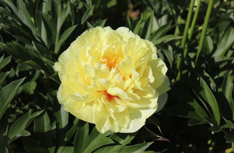Bartzella Peony