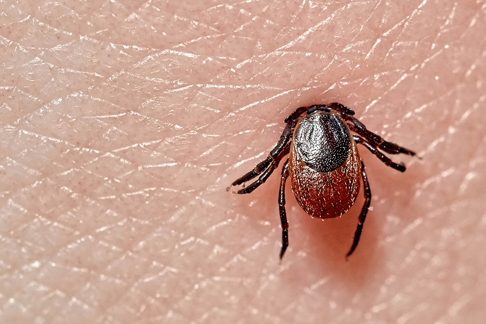 alabama tick identification