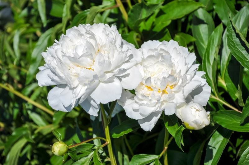 Bowl of cream peony flowers in the garden