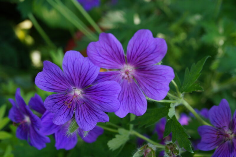 8 Types of Geranium Flowers to Grow at Home (with Pictures) | House Grail