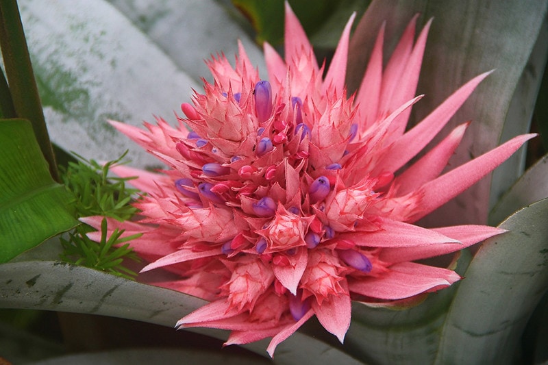 Bromeliad Plants