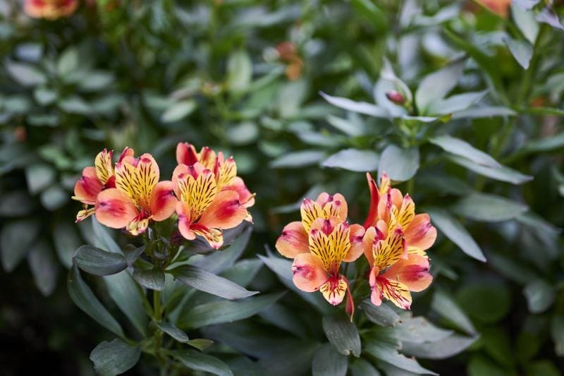 Cahors alstroemeria flower