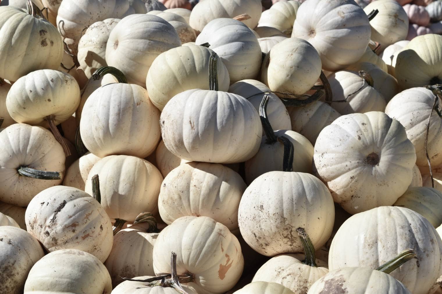 Casper Pumpkin