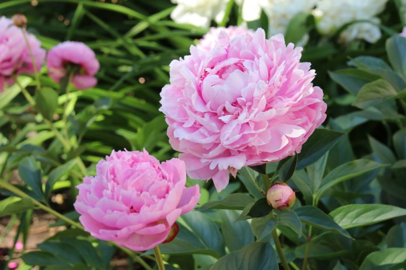 Cultivar herbaceous peony (Paeonia lactiflora 'Sarah Bernhardt')