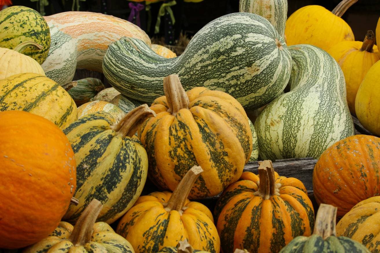 Cushaw Green Striped Pumpkin
