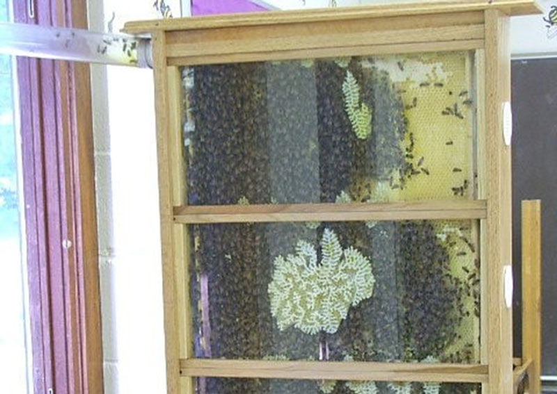DIY Indoor Beehive