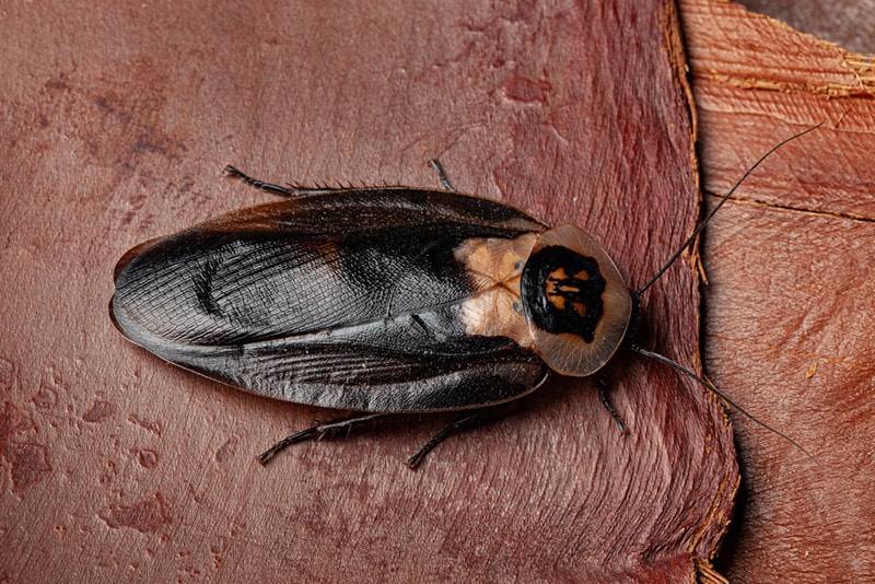 Death’s Head Cockroach