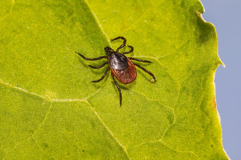 7 Types of Ticks in Utah (With Pictures) | House Grail