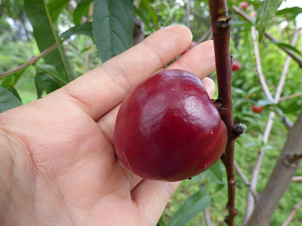 Desert Dawn Fruit