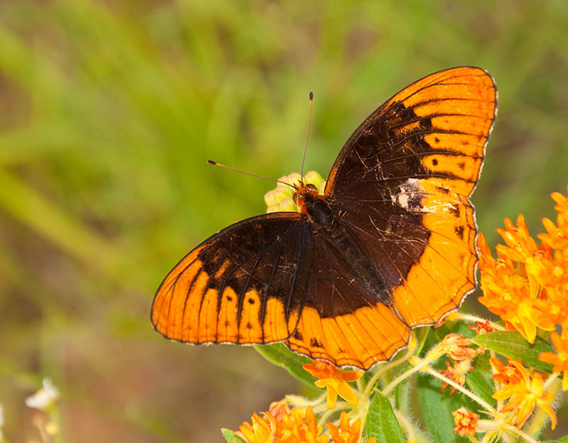 Diana fritillary butterfly