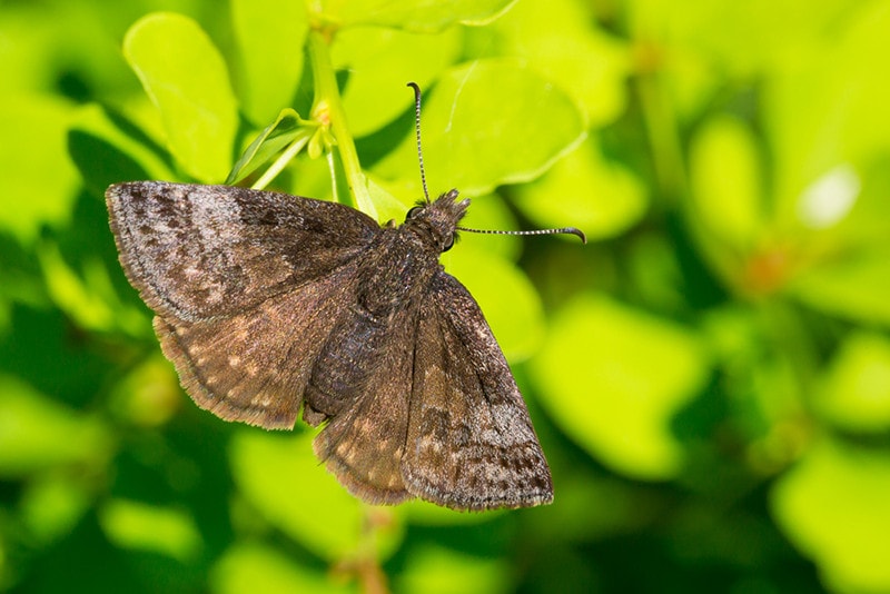 Dreamy Duskywing, Erynnis icelus