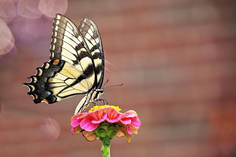 20 Most Common Types of Butterflies in Virginia (With Pictures) | House ...