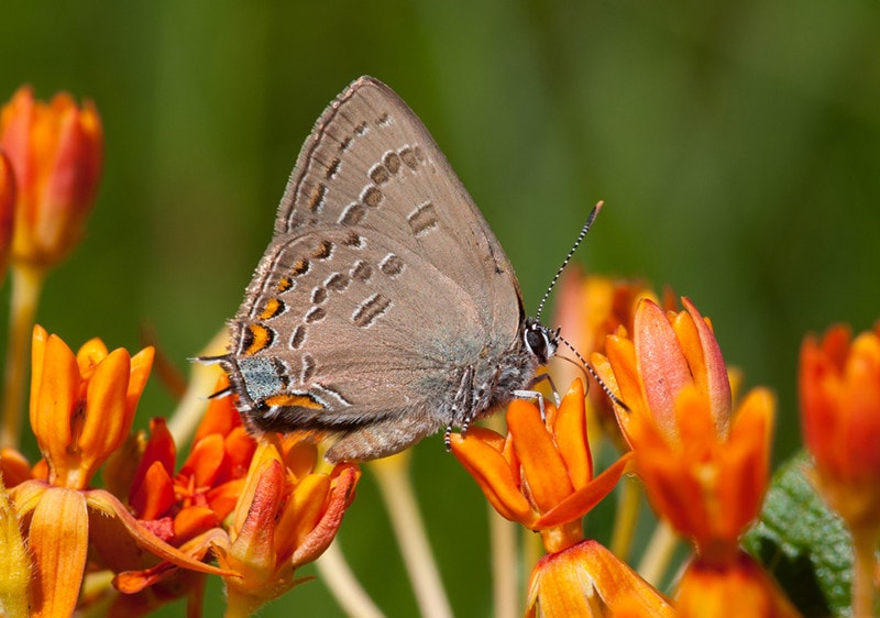 Edwards’ Hairstreak