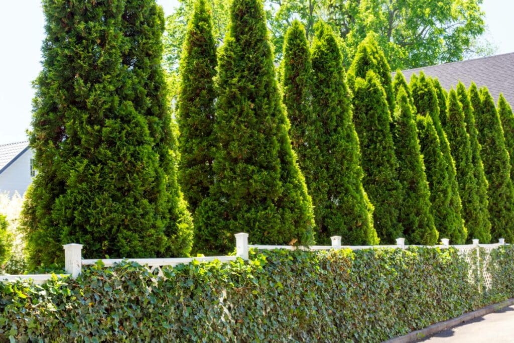 How Fast Do Emerald Green Arborvitae Trees Grow? Growth Rate ...