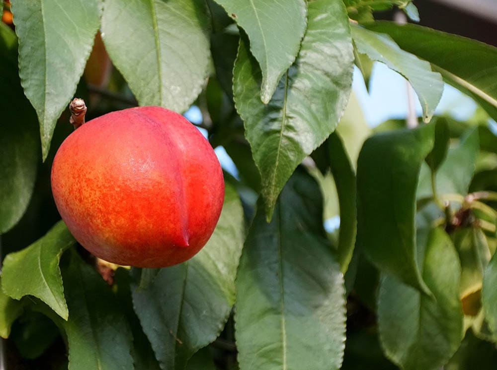 Fantasia Nectarine