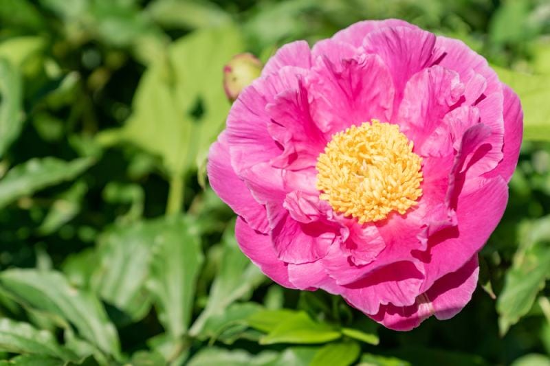 Fern leaf peony Paeonia tenuifolia