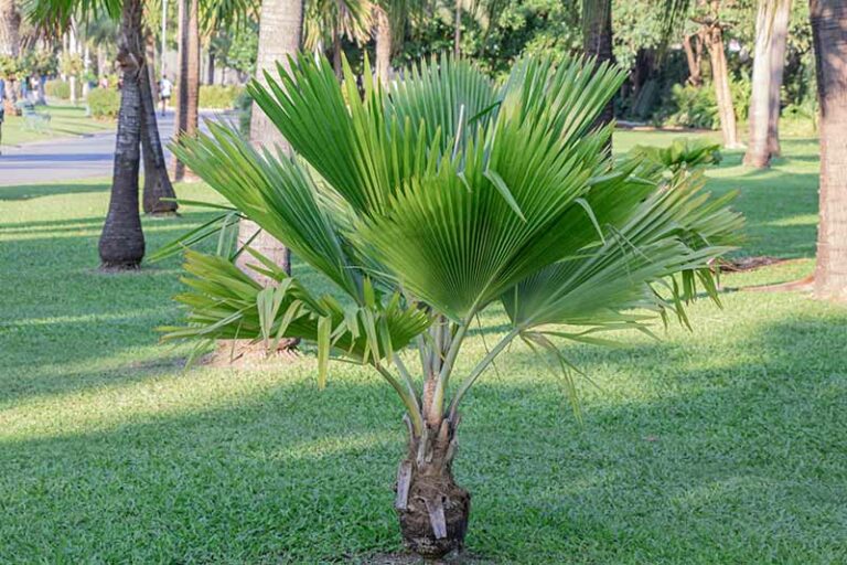 how-much-do-palm-trees-cost-2024-price-guide-house-grail