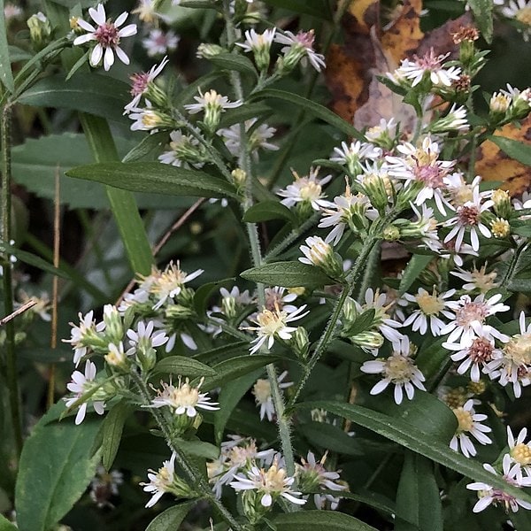 Flowering Calico Aster