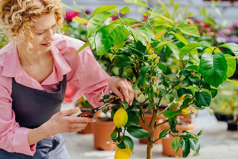 8 Tips On When And How To Prune Lemon Trees House Grail