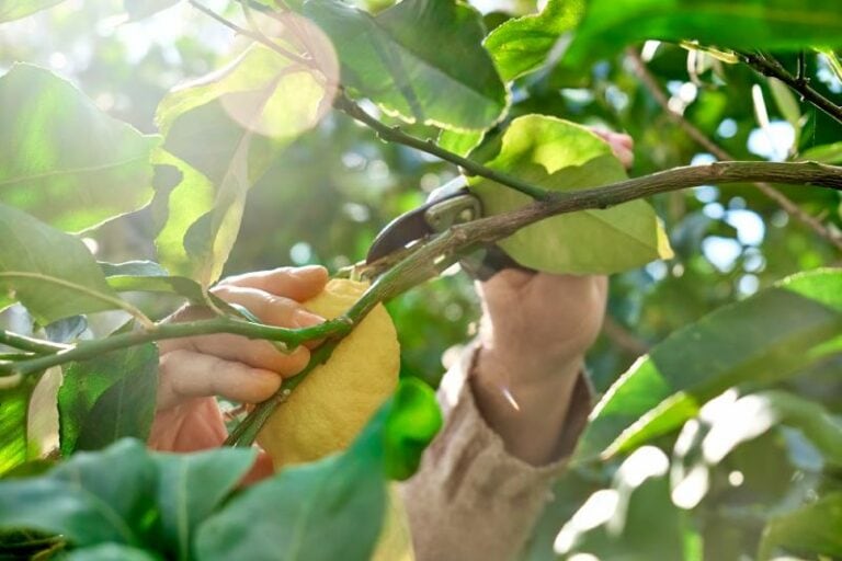 8 Tips On When And How To Prune Lemon Trees House Grail 8 Tips On When And How To Prune Lemon Trees House Grail