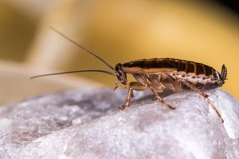 10-types-of-cockroaches-in-georgia-with-pictures-house-grail