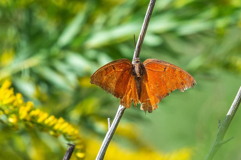 Goatweed leafwing butterfly