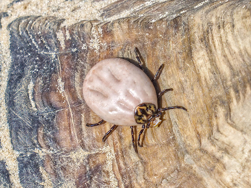 Gopher tortoise tick