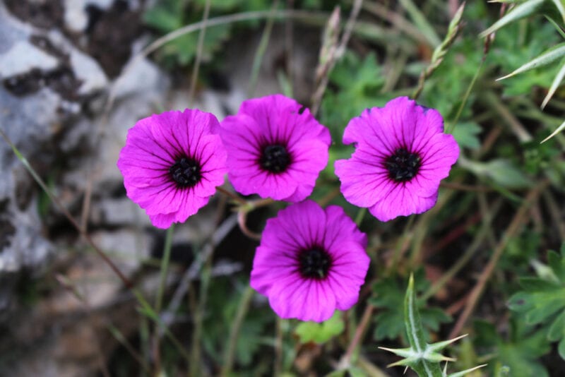 Grey Cranesbill