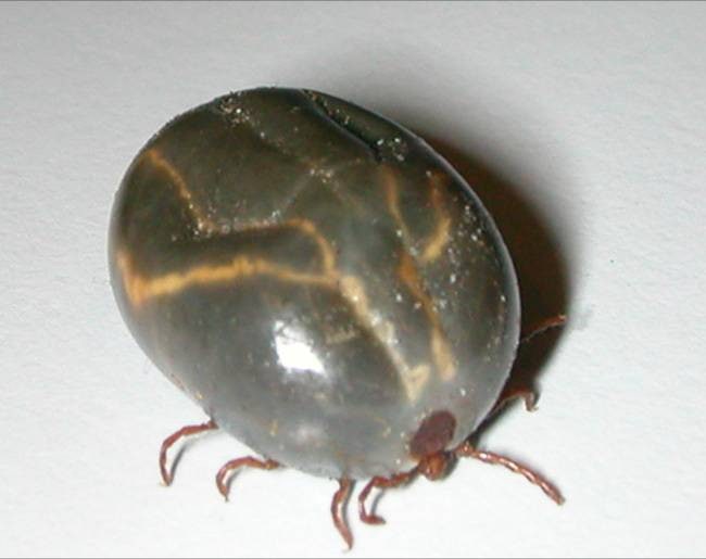  Haemophysalis longicornis (also called the Bush tick in Australia)
